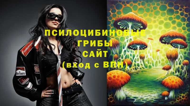 Галлюциногенные грибы Psilocybe  хочу наркоту  Горячий Ключ 